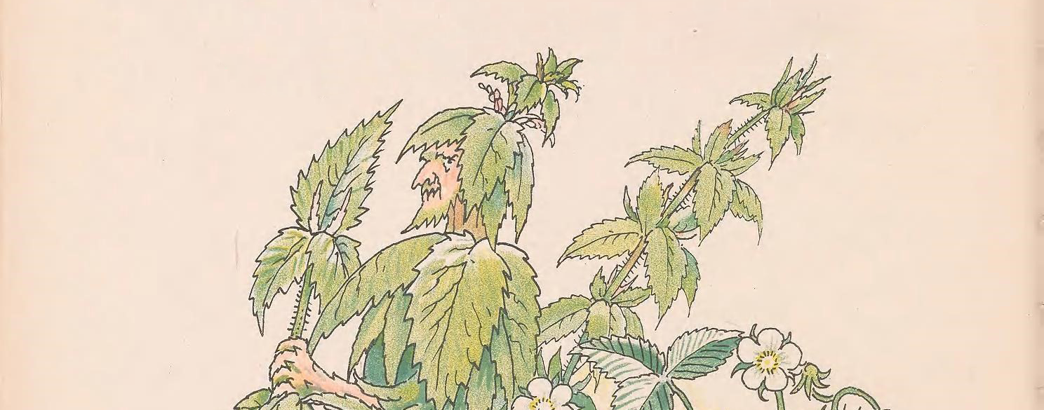 L'ortie : Mauvaise Herbe, Bonne Alliée